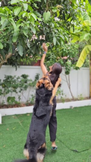 Shalini Balasundaram Instagram - My husband is trying to prove that he is tall. Have you girl’s experienced this? 
Ps that’s the mango from our own tree 
#shalinibalasundaram  #spreadlove #dogsofinstagram #couplesgoals
