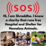 Shraddha Musale Instagram – 🆘 This is very urgent! The land on which they built an animal hospital and shelter in 2016 is on rent, the hospital is equipped with facilities like X-ray, USG, Blood Lab, OT, Admission wards, 2 ambulances and qualified staff of 18 people. The landlord has asked them to vacant or buy the land by Dec 2023. Yearly 4000+ sick or injured animals take treatment and care here,all the admitted animals would become homeless again if this hospital gets shutdown.

It’s everyone’s moral responsibility to push a good cause ahead.🙏🙏🙏

Please do your bit, please donate at least 400/- to buy the land on which they have already built a hospital and shelter.

Please donate:

Gpay: 9913355932
Gpay/Paytm/ PhonePe: 9724000939

UPI
9913355932@okbizaxis
rrsafoundation-2@oksbi
rrsafoundation1100@okicici

BANK ACCOUNT DETAILS
AC Name : RRSA Foundation 
AC No : 99909724000939
IFSC : HDFC0001244
HDFC Bank, 1244 Branch Code
Current Account 

OR

Account Name : RRSA Foundation
Account Number : 9811987555
IFSC Code : KKBK0000845
Account type: Current Account
Kotak Mahindra Bank,Anand

Direct Donation Links are on their Instagram Bio ( @rrsaindia ) 
Documents for verification also available on the Website: www.rrsaindia.org.

#shraddhamusale #shraddha #tv #tvseries #tvshow #actress RRSAINDIA-‘Rescue and Rehabilitation of Stray Animals’