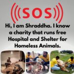 Shraddha Musale Instagram - 🆘 This is very urgent! The land on which they built an animal hospital and shelter in 2016 is on rent, the hospital is equipped with facilities like X-ray, USG, Blood Lab, OT, Admission wards, 2 ambulances and qualified staff of 18 people. The landlord has asked them to vacant or buy the land by Dec 2023. Yearly 4000+ sick or injured animals take treatment and care here,all the admitted animals would become homeless again if this hospital gets shutdown. It's everyone's moral responsibility to push a good cause ahead.🙏🙏🙏 Please do your bit, please donate at least 400/- to buy the land on which they have already built a hospital and shelter. Please donate: Gpay: 9913355932 Gpay/Paytm/ PhonePe: 9724000939 UPI 9913355932@okbizaxis rrsafoundation-2@oksbi rrsafoundation1100@okicici BANK ACCOUNT DETAILS AC Name : RRSA Foundation AC No : 99909724000939 IFSC : HDFC0001244 HDFC Bank, 1244 Branch Code Current Account OR Account Name : RRSA Foundation Account Number : 9811987555 IFSC Code : KKBK0000845 Account type: Current Account Kotak Mahindra Bank,Anand Direct Donation Links are on their Instagram Bio ( @rrsaindia ) Documents for verification also available on the Website: www.rrsaindia.org. #shraddhamusale #shraddha #tv #tvseries #tvshow #actress RRSAINDIA-'Rescue and Rehabilitation of Stray Animals'