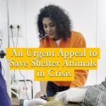 Shraddha Musale Instagram - @rrsaindia Gpay/Paytm 9913355932 UPI rrsafoundation-2@okicici rrsafoundation-2@oksbi Bank Account Details AC Name : RRSA Foundation AC No : 99909724000939 IFSC : HDFC0001244 HDFC Bank, 1244 Branch Code Current Account Another one Google Pay / Paytm / Phone Pay 97240 00939 UPI rrsafoundation@ibl rrsaindia1100@okicici BANK ACCOUNT DETAILS Account Name : RRSA Foundation Account Number : 9811987555 IFSC Code : KKBK0000845 Account type: Current Account Kotak Mahindra Bank,Anand Direct Donation Links are on their Instagram Bio