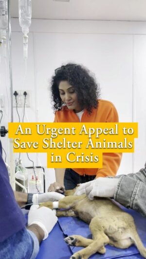 Shraddha Musale Instagram - @rrsaindia

Gpay/Paytm 9913355932

UPI
rrsafoundation-2@okicici
rrsafoundation-2@oksbi

Bank Account Details
AC Name : RRSA Foundation 
AC No : 99909724000939
IFSC : HDFC0001244
HDFC Bank, 1244 Branch Code
Current Account 

Another one

Google Pay / Paytm / Phone Pay
97240 00939

UPI 
rrsafoundation@ibl
rrsaindia1100@okicici

BANK ACCOUNT DETAILS
Account Name : RRSA Foundation
Account Number : 9811987555
IFSC Code : KKBK0000845
Account type: Current Account
Kotak Mahindra Bank,Anand

Direct Donation Links are on their Instagram Bio