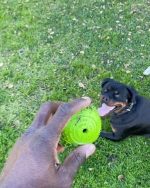 Sinqua Walls Instagram - Puppy Love💙!! Yung NINO ✨