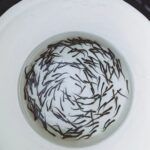 Siobhan Williams Instagram - So amazing to be able to take these little baby fish (chum fry!) and release them out into the big wide world. These guys were raised in a hatchery to try to replenish fish populations which struggle everywhere nowadays due to habitat loss, overfishing, and climate change. Raising them in a hatchery gives them the best chance of surviving their most fragile ages, and now they are ready to make their journey to the ocean to become big grown up fishies. If you eat fish please try to find sustainably fished/not farmed fish. If you learn about the devastating impacts most methods of fish farming have, you realize how many additional animals are caught in nets or how much infectious disease they spread to our wild ecosystems. Please take the time to learn about where your food comes from and how it gets to your plate from there. #streamkeepers #babyfish #chumsalmon