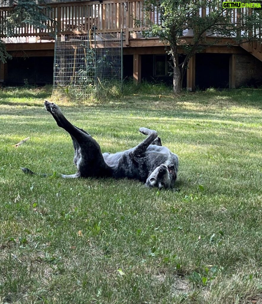 Siobhan Williams Instagram - My sweet, sweet boy. I can’t believe you are gone. You’ve been with my for most of my life that I can remember. You’ve always been my 90 lb lap dog and I will miss having you beg to come sit on me every time I see you. You were the happiest boy your whole life, loved nothing more than being outside, running around and exploring. You never ever stopped being a puppy, or jumping around like one, even when your body was giving up on you. I love you forever Dusty.