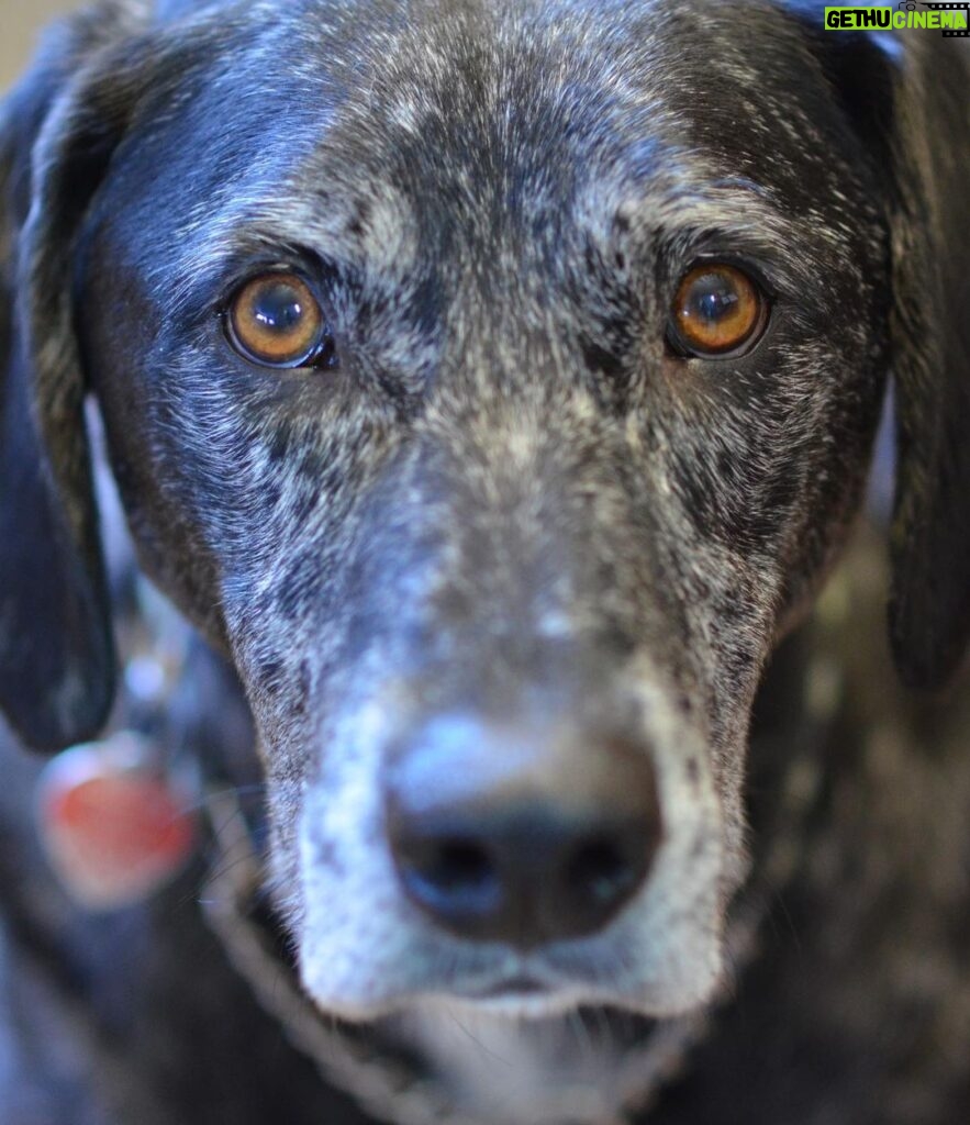 Siobhan Williams Instagram - My sweet, sweet boy. I can’t believe you are gone. You’ve been with my for most of my life that I can remember. You’ve always been my 90 lb lap dog and I will miss having you beg to come sit on me every time I see you. You were the happiest boy your whole life, loved nothing more than being outside, running around and exploring. You never ever stopped being a puppy, or jumping around like one, even when your body was giving up on you. I love you forever Dusty.