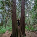 Siobhan Williams Instagram - Never seen a cedar twin quite like this. Phenomenal tree 🤍
