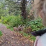 Siobhan Williams Instagram - I wanted to share this beautiful moment that I was so fortunate to have today. We wanted to get outside despite the rain, and although I knew a fair bit of wildlife would be hunkered down keeping dry, I was still hopeful. I spotted these two young deer way down the path, and as we stopped and waited, they came closer and closer and eventually they passed us. Its incredible to watch this little one as she susses out the situation, it seems like you can read exactly what is on her mind. Any encounter with wildlife is so precious. I know people might write deer off as common or unexciting, but I think they're one of the most beautiful creatures to roam the planet. If you've ever had a wildlife encounter then you know there is something indescribable about two mammals' innate ability to read one another's emotions and intentions. It's something we as a species have come so far from that we forget. But that connection is deep within our reptilian brain. So deep it feels spiritual really. Anyway. There's my little blurb for the night. Wildlife is amazing. We're really lucky. I hope we can do better in protecting them and their homes. They really need our help. 🤍