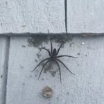 Sofia Bryant Instagram - I looov wolf spiders