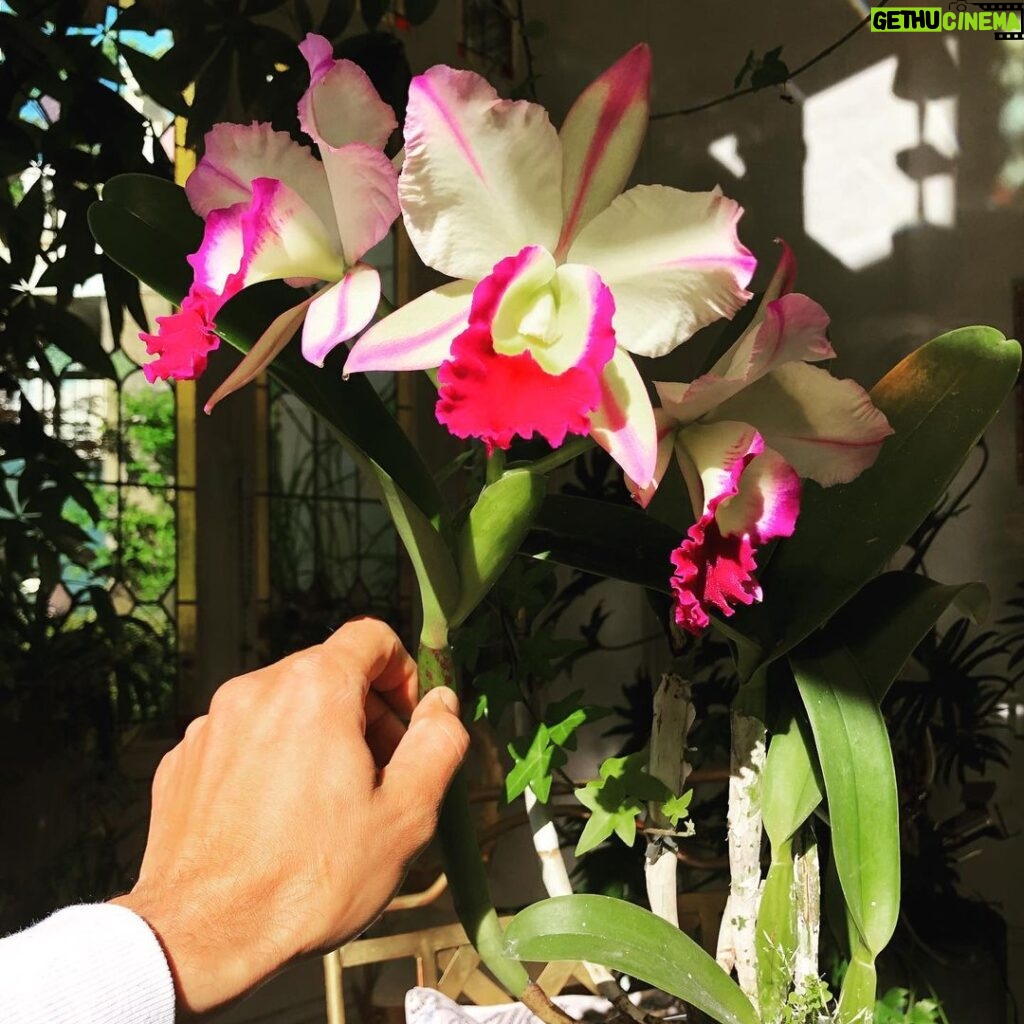 Steevy Boulay Instagram - Ma chérie à son zénith 🌺 #orchidee #cattleya Le Mans, France