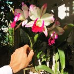Steevy Boulay Instagram – Ma chérie à son zénith 🌺  #orchidee #cattleya Le Mans, France