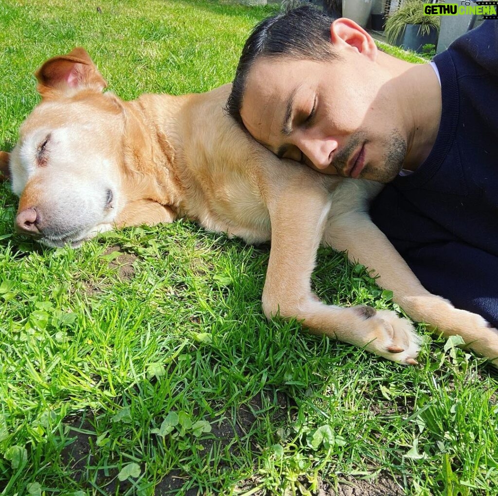Steevy Boulay Instagram - [Zzzz] Elle : 🍗🦴🥩 Moi : 🌸🌱💰 #labrador #sieste #jardin