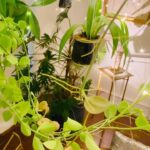 Steevy Boulay Instagram – Jardin suspendu 

#urbanjungle #houseplants #plantlife #plantsofinstagram #plantslover #indoorplants  #plantesinterieur