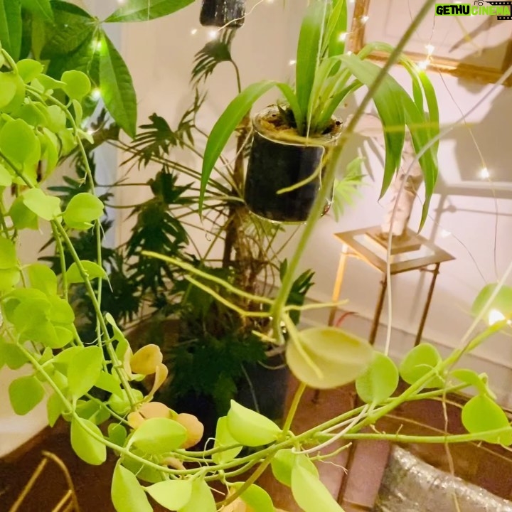 Steevy Boulay Instagram - Jardin suspendu #urbanjungle #houseplants #plantlife #plantsofinstagram #plantslover #indoorplants #plantesinterieur