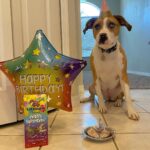 Steffanie Newell Instagram - Happy (belated) Adopt-a-birthday, Blue! I can’t believe it’s been a full 2 years since you came home! ...no idea how old you actually are but we’re a team for the long haul, kid. 💙💙