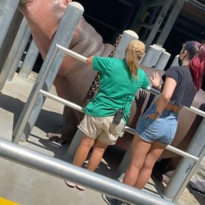 Steffanie Newell Instagram - This is not a drill...I PET & FED A FREAKING HIPPO! My life is made🥰😭