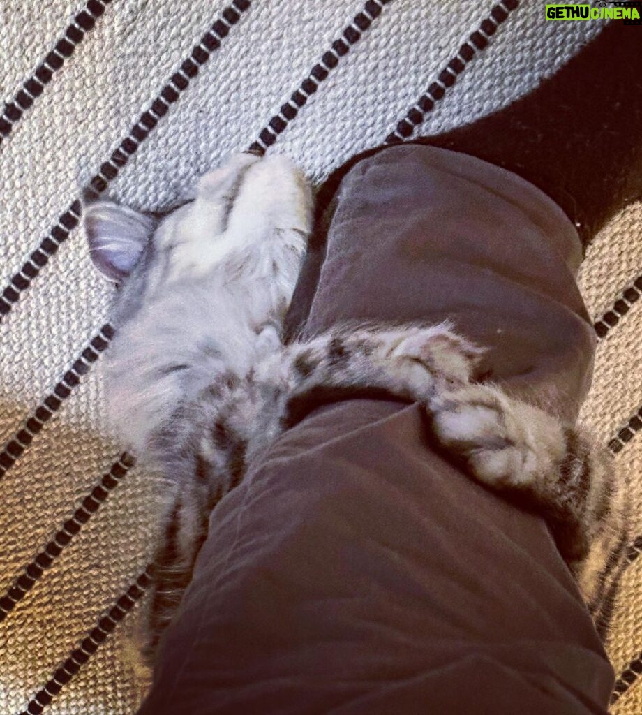 Stephen Manas Instagram - I have to admit it.. I have always been more of a #doglover but #cats have something quite unique ... ❤️ #love #maincoon Genève, Switzerland