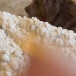 Sunny Hostin Instagram - How does a 130lb dog pretend to be invisible……
