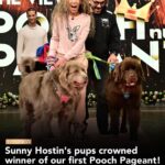 Sunny Hostin Instagram - Congrats to @Sunny's pups Harlow and Finn who won #TheView's first ever pooch pageant! Tap our link in bio to hear Sunny discuss her big win on our #BehindTheTable podcast!
