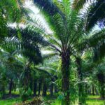 Susan Carland Instagram - Borneo is stunning! I’m here for work, and it’s beautiful, hot, and rainy (guess that’s where the “rain” in rainforest comes from). And if any of my @monash.arts Bachelor of Global Studies students follow me: if you’re doing 2nd or 3rd year next year, you can do LFSC3 with me here as an intensive in June/July! It’s going to be ace (and hot. Really hot). A hint about the topic we’ll be focusing on is in one of the pics 🙃 @monash_uni