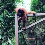 Susan Carland Instagram - Borneo is stunning! I’m here for work, and it’s beautiful, hot, and rainy (guess that’s where the “rain” in rainforest comes from). And if any of my @monash.arts Bachelor of Global Studies students follow me: if you’re doing 2nd or 3rd year next year, you can do LFSC3 with me here as an intensive in June/July! It’s going to be ace (and hot. Really hot). A hint about the topic we’ll be focusing on is in one of the pics 🙃 @monash_uni