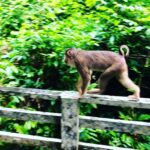 Susan Carland Instagram - Borneo is stunning! I’m here for work, and it’s beautiful, hot, and rainy (guess that’s where the “rain” in rainforest comes from). And if any of my @monash.arts Bachelor of Global Studies students follow me: if you’re doing 2nd or 3rd year next year, you can do LFSC3 with me here as an intensive in June/July! It’s going to be ace (and hot. Really hot). A hint about the topic we’ll be focusing on is in one of the pics 🙃 @monash_uni