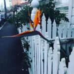 Susan Carland Instagram - Felt like a tropical duck was sticking its head over the fence to say “Hi” on my walk home