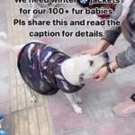 Swastika Mukherjee Instagram – Please help @friendsoffeedoh keep the doggos warm this winter! Description below 

As you know temperatures in Delhi are going down drastically. We urgently need jackets of all sizes but especially for bigger dogs as it’s becoming too cold for them. Pls donate winter jackets for them via our Amazon wishlist in bio. You can also transfer funds to us via UPI: 7011309453 or bank (details in pinned post). For any questions/information/our PayPal, pls feel free to DM to us. Your help will hugely appreciated at this moment. We are very hopeful you’ll help us fur babies. Thank you so much ❤️🙏🏼
.
.
[dogs, animal welfare, help animals, #dogs]