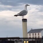 Tacarra Williams Instagram - 😂😂😂😂😂🥹 This will forever be funny!!!! Louisiana's Old State Capitol