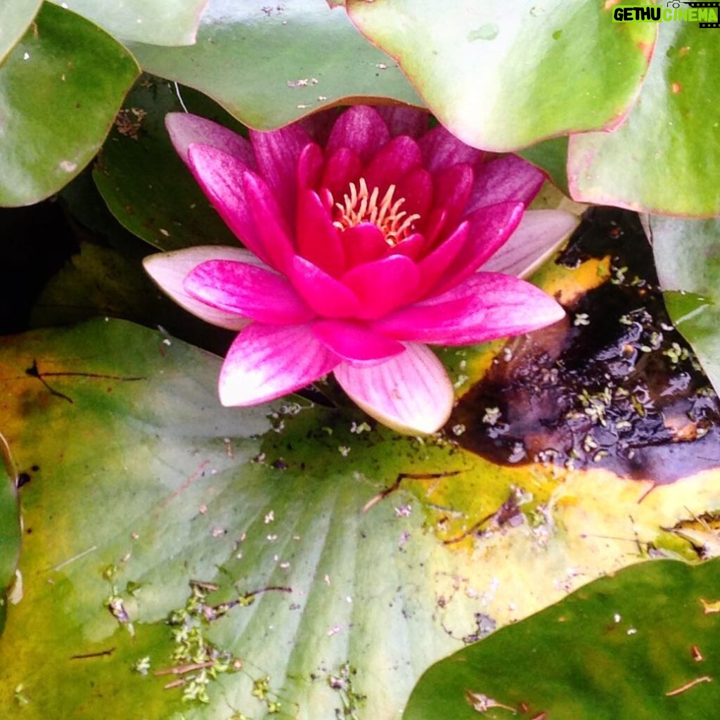 Ted Kravitz Instagram - Summer water lily.