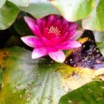 Ted Kravitz Instagram – Summer water lily.