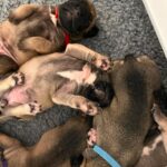 Tom Holland Instagram - Puppies