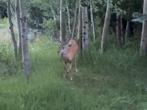 Tony Horton Instagram - The animals love to come to this spot right outside our window.  It’s like a zoo in reverse.  #PeopleOnDisplay #wildlife