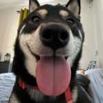Ulvi Kahyaoğlu Instagram - #hatooftheday #worldanimalday #hayvanlarıkorumagünü