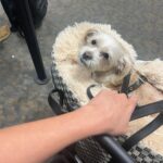 Vanessa Hudgens Instagram – She’s a travel pup