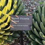 Victoria Justice Instagram - Don’t be a prick, stream my new song #LastManStanding 🌵🫶🏼 Sincerely, Queen Victoria Agave ;)