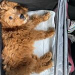 Warren Egypt Franklin Instagram - Happy 1st birthday to my son and literal road dog BRONX 🐾🤍 thx you for keeping my anxiety down, for being the most intrepid and intuitive learner, for being patient with me, and most of all making me the happiest dog dad ever! On Tour :)
