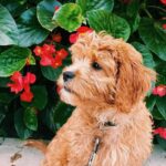 Warren Egypt Franklin Instagram - Happy 1st birthday to my son and literal road dog BRONX 🐾🤍 thx you for keeping my anxiety down, for being the most intrepid and intuitive learner, for being patient with me, and most of all making me the happiest dog dad ever! On Tour :)