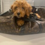 Warren Egypt Franklin Instagram - Happy 1st birthday to my son and literal road dog BRONX 🐾🤍 thx you for keeping my anxiety down, for being the most intrepid and intuitive learner, for being patient with me, and most of all making me the happiest dog dad ever! On Tour :)