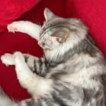 Yvonne Catterfeld Instagram - Unser Sunday-Blues! 🐈 Wir lassen die Woche heute ganz entspannt ausklingen. Liebe Grüße von der Couch 🛋 #catlife #couching