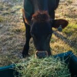 Zac Efron Instagram - Can eating seaweed make you fart less? Well not quite, but when cows eat the seaweed from @seaforestaustralia it reduces their methane production by 98% and helps lower greenhouse emissions. Tasmania