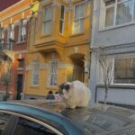 Zeynep Bostancı Instagram - kedi içeriği
