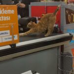 Zeynep Bostancı Instagram - kedi içeriği