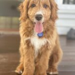 Abby Coleman Instagram - The boy who mended our broken hearts after losing our Yoshi Bear. Nothing compares to the cuddles and unconditional love I get when I come home from work! We ❤️ you so much Zeus #15weeksoldpuppy