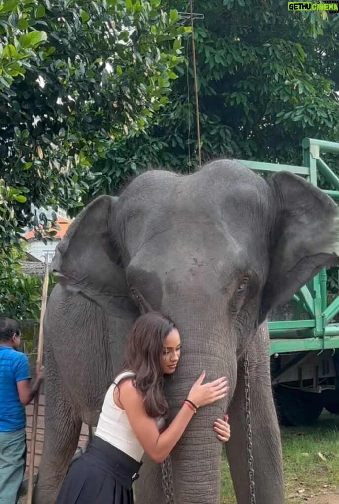 Aché Abrahams Instagram - I spent 2 hours buying fruits and looking for Ganga (this beautiful elephant) through the city just to feed her and give her some love. She stole my heart 🥺. For anyone wondering like I was, the chains were because she’s moved from temple to temple for the religious ceremonies and it’s part of how they transported her. She didn’t have them on the first day I saw her 😔. Even more reason to give her some love