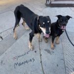 Adam Levine Instagram - Sup dogs