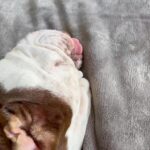 Adam Sandler Instagram - Bagel went to his first sleepover.