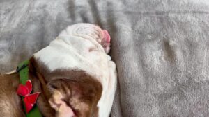 Adam Sandler Instagram - Bagel went to his first sleepover.
