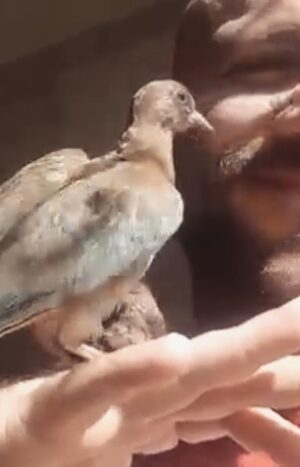 Ahmed Mekky Instagram - جمعه مباركه 🙏🙏🙏❤

#ahmedmekky #dove #dovesofinstagram #birdsofinstagram #birds #unconditionallove #positivevibes #positivity 
#احمدمكي #يمام #حب_غير_مشروط #جمعه_مباركه #طاقة_إيجابية