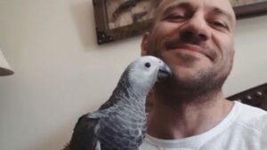 Ahmed Mekky Instagram - زينهم بيصبح ... جمعه مباركه 
#ahmedmekky #elkebeer #pets #birdsofinstagram #birds #freedom #positivity #positivevibes #friendship #friends #bond #nature #parrots #parrotsofinstagram 
#احمدمكي #طاقه_ايجابيه #صباح_الخير #جمعه_مباركه