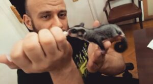 Ahmed Mekky Instagram - صباح الحب والرزق .... #ahmedmekky #elkebeer #sugarglider #pets #animals #bestfriend #nature #egypt #handfeeding #motherhood #positivevibes #positivity #smile #goodmorning